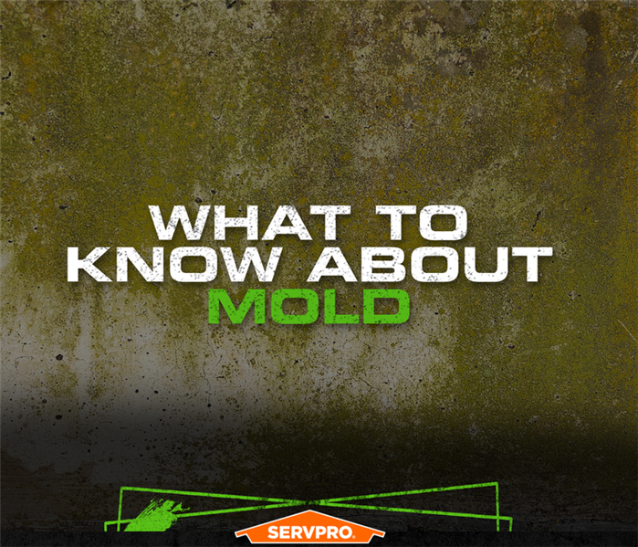 Brownish, green mold covering a wall.